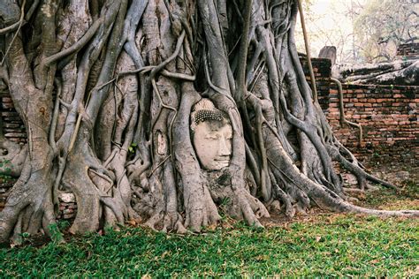  ¿Un viaje mágico a través del tiempo? ¡Descubre la leyenda turca de El Árbol de las Oportunidades!